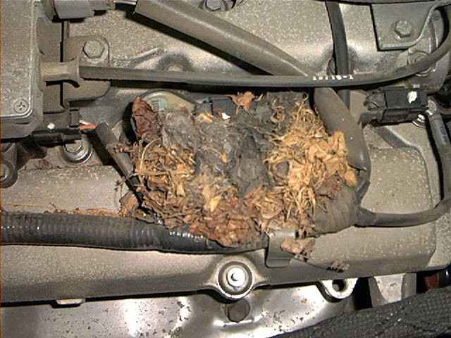 1997 Ford Taurus