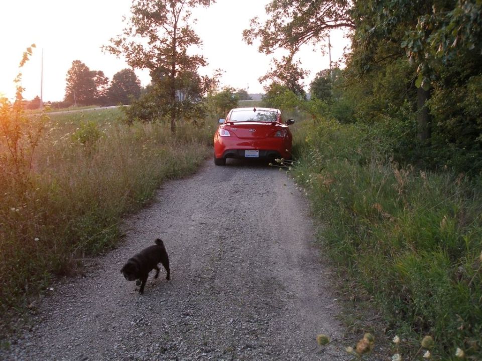 Red coupe parked on a gravel road with a pug walking away