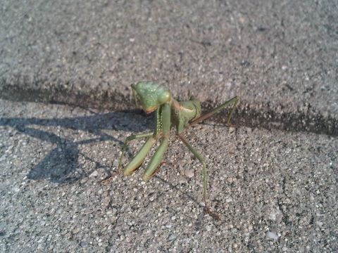 1986 Ford Bronco - A praying mantis is seen on a paved surface, casting a shadow.