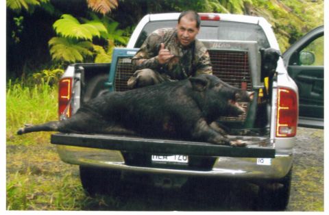 1991 Ford Bronco - Rooster Balaz with his 170 lb on scale hog in the truck.