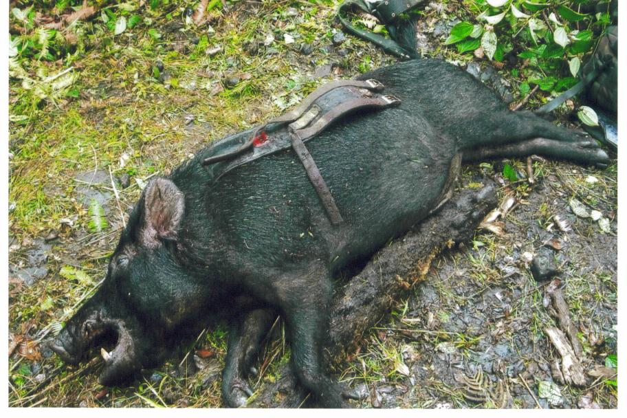 170 pounder that killed one of Roosters dog. At least Rooster got him too.