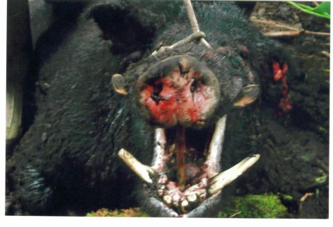 1991 Ford Bronco - Close-up of a deceased dark-furred animal, likely a hunted wild boar, showing its snout with tusks and bloodied mouth. This is not a vehicl…