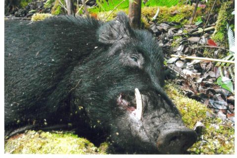 1991 Ford Bronco - A large dead wild boar with dark bristly fur and a visible tusk lies on mossy ground surrounded by leaves and forest debris.
