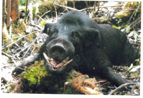 1991 Ford Bronco - A large black wild boar with prominent tusks lying on mossy ground amid branches and forest undergrowth.