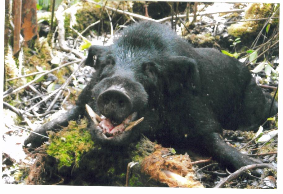 Black wild boar with tusks lying in forest brush