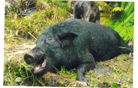 1991 Ford Bronco - A large black wild boar lying on grass in dense green foliage, with a dog partially visible behind it. No vehicle is present in the image.