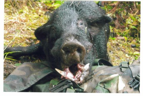 1991 Ford Bronco - A large black wild boar with visible tusks lying on camouflage-patterned gear, set on grass and forest vegetation. No vehicle or vehicle pa…