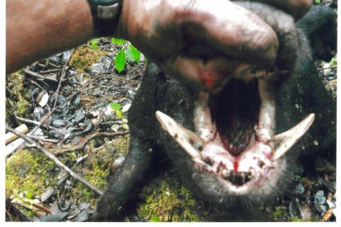 1991 Ford Bronco - A person's hand holds open the mouth of a dark-furred animal, displaying its tusks and teeth on a mossy, leaf-covered forest floor. This is…