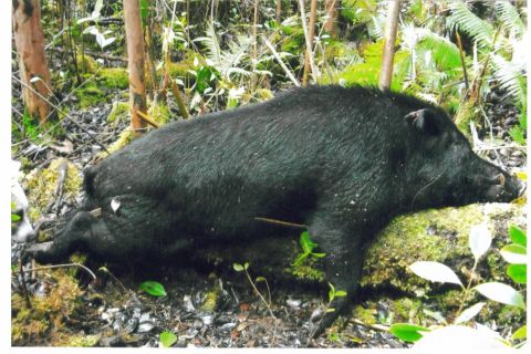 1991 Ford Bronco - A large black wild boar (feral pig) lying on the ground in a lush forest setting with ferns, moss-covered rocks, and leaf litter. No vehicl…