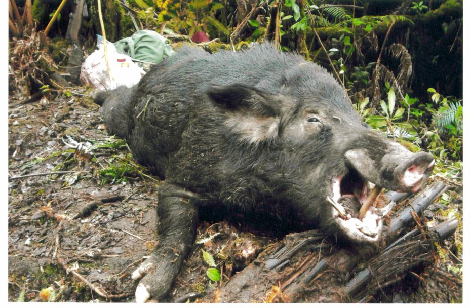 300 lbs of NASTY Hawaiian HOGZILLA! This thing turned on Rooster and charged! He tried kicking and stepping on its head but it threw him 10 feet through the air! Fortunate no dogs or anyone got killed. Rooster took 2 shots at him to finally put him down. No time for knives with this guy.