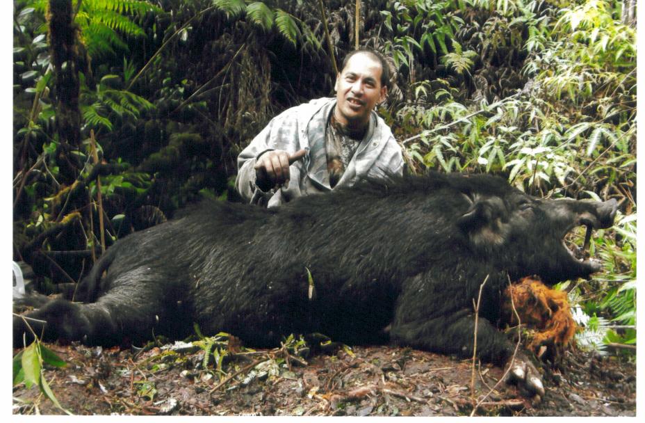 Wahiawa boy Keahialaka Balaz getting it done on the Big Island. 300 lbs of nasty feral boar just 2 shots from being on the wrong end of this story. Much more to come...Cheehu!