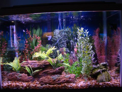 1978 Ford Bronco - This aquarium scene contains various artificial plants and decorative rocks.