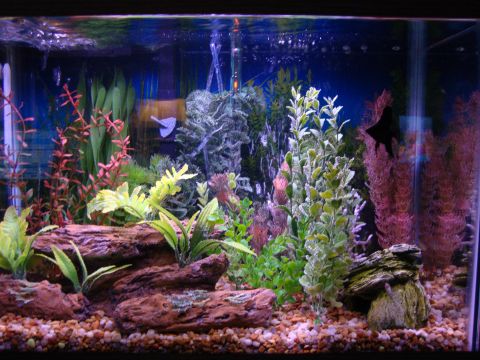 1978 Ford Bronco - An aquarium scene with various artificial plants and decorative rocks on a gravel substrate.