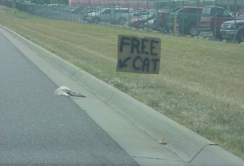 Cat on curb next to a sign that says "FREE CAT"