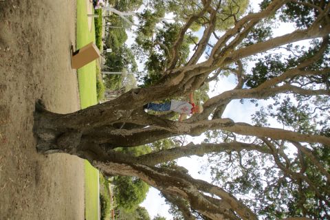 1995 Ford Taurus - A child is climbing on the branches of a large tree in a park setting.