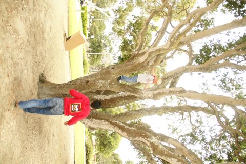 1995 Ford Taurus - Children explore the outdoors by climbing a large, mature tree on a sunny day.