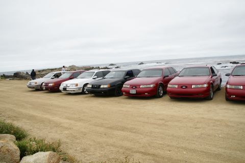 1995 Ford Taurus - A line of 1995 Ford Taurus sedans and wagons are parked on a sandy beach with the ocean in the background.