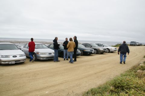 1995 Ford Taurus - Several Ford Taurus sedans are parked in a row near the coast on a cloudy day.