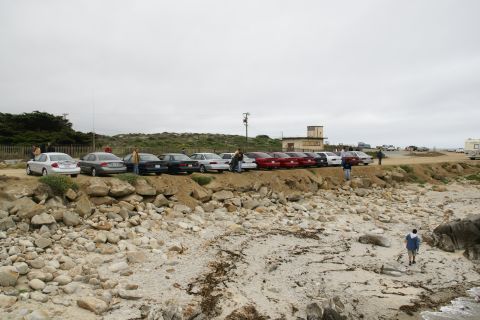 1995 Ford Taurus - A row of 1995 Ford Tauruses are parked along a coastal road on an overcast day.