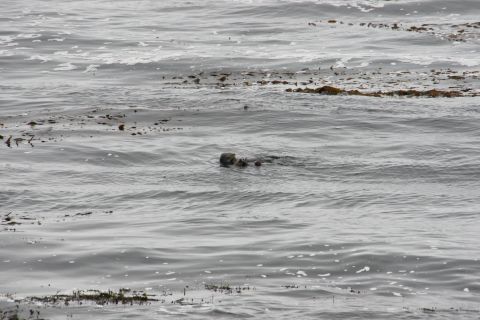 1995 Ford Taurus - A sea otter floats on its back in the ocean, surrounded by waves and scattered kelp.