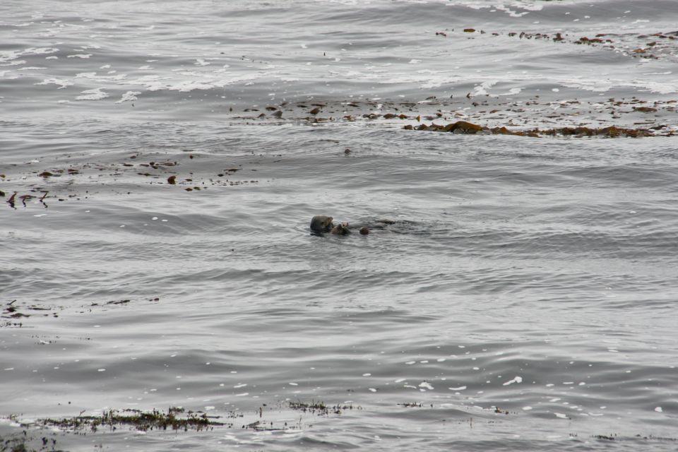 Sea otter floating in wavy water with some kelp