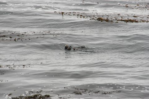 1995 Ford Taurus - A sea otter floats in the ocean amidst kelp and choppy waves.