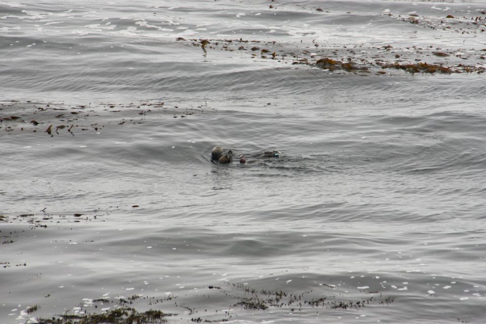 Sea otter floating in choppy gray water with kelp