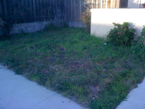 1968 Ford Mustang - A neglected yard with overgrown grass, a concrete sidewalk, and a wooden fence in the background.