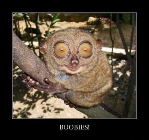 1990 Ford Bronco - This tarsier monkey's enormous eyes seem to stare directly at the viewer from its perch on a tree branch.