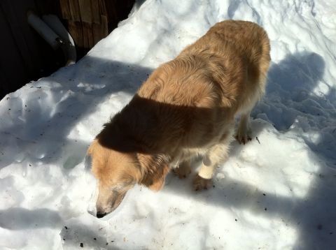 1989 Ford Bronco - A golden retriever dog explores a snowy area, casting a shadow in the bright sunlight.