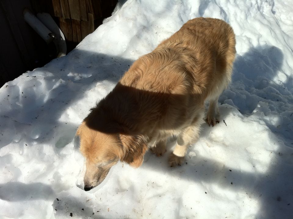 Golden Retriever dog sniffing in the snow near some wooden planks