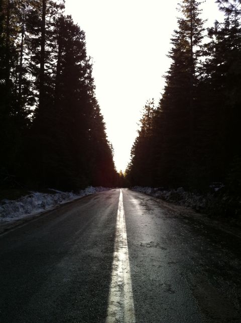 1989 Ford Bronco - A lonely road winds through a dense forest as the sun sets, casting long shadows.