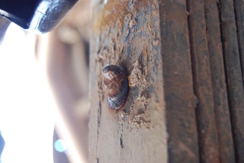 1982 Ford Bronco - A heavily corroded metal part with a visible bolt head, suggesting significant wear and tear.