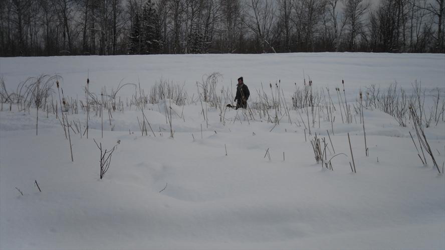 Person walking in a snowy field with cattails and bare trees