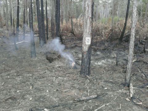 1995 Ford Bronco - The aftermath of a forest fire shows scorched earth and lingering smoke amidst the trees.