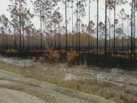 1995 Ford Bronco - A scene of a forest fire aftermath with a dirt road in the foreground.