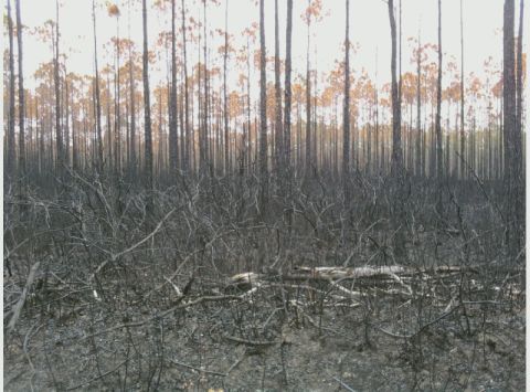 1995 Ford Bronco - Scene of a forest after a fire, showing extensive damage to trees and vegetation.