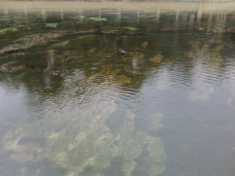 1995 Ford Bronco - A bird stands in shallow, clear water, with aquatic plants and rocks visible beneath the surface.