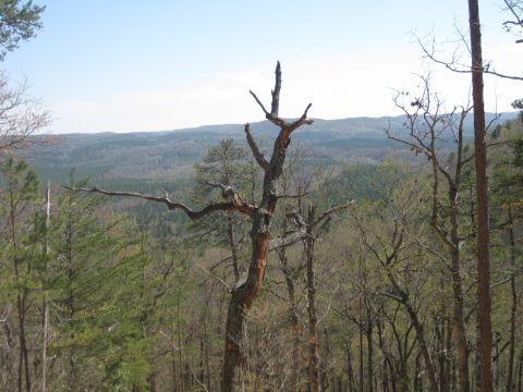1998 Jeep Wrangler - A dead tree stands prominently against a backdrop of rolling hills and dense forest.