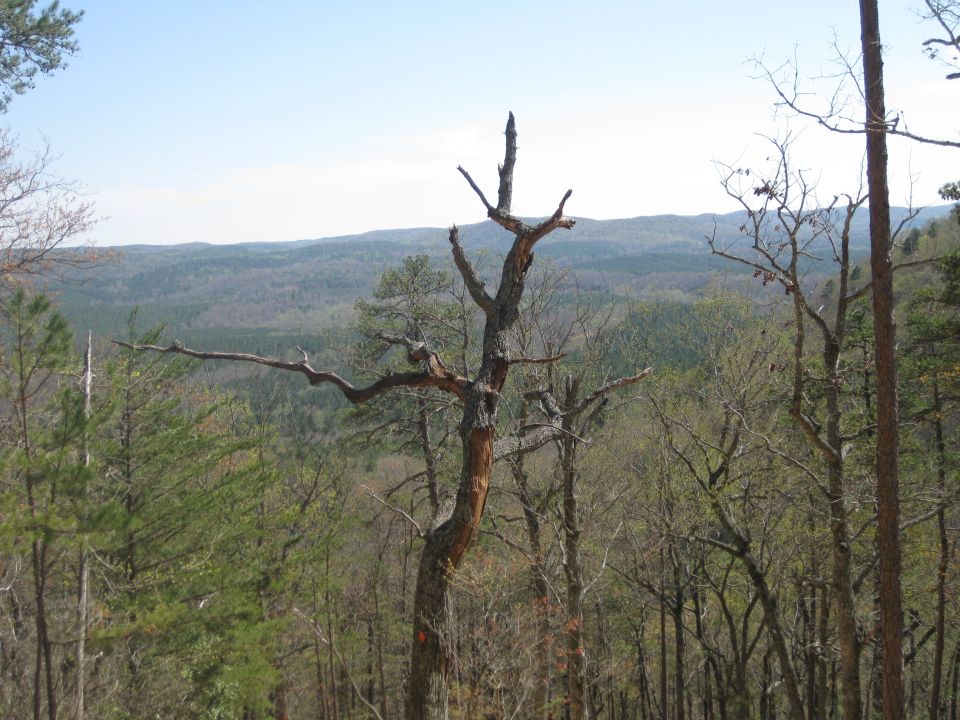 Dead tree in foreground with forest and hills in background