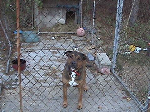 1993 Ford Bronco - A dog stands in its enclosure, which contains a dog house and various toys scattered around.