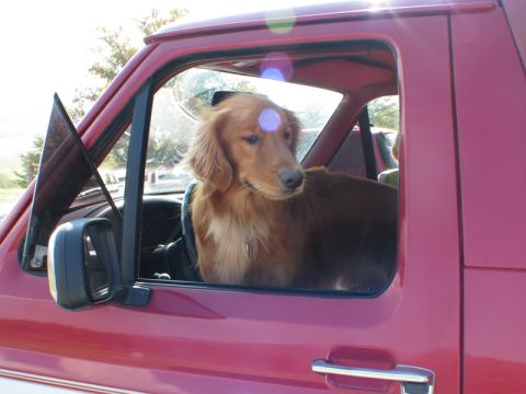 1995 Ford Bronco “Copper's Ride”