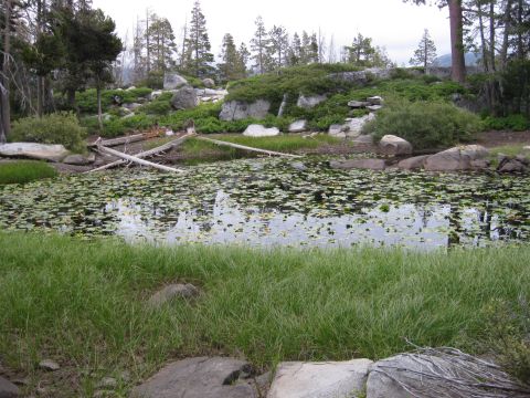 1986 Ford Bronco - A natural pond scene with lily pads, grass, rocks, and trees under an overcast sky.