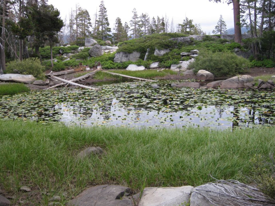 Pond covered in lily pads, surrounded by grass, rocks, trees, and fallen logs