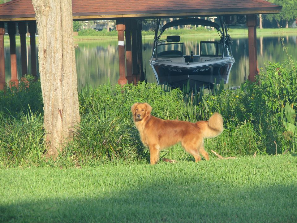 Black and white ski boat docked under a wooden boat lift on a lake, dog in foreground.