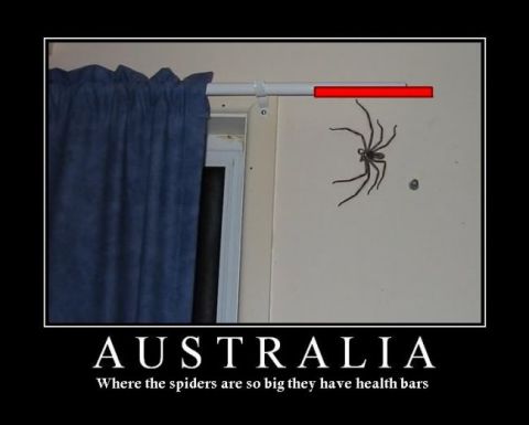 1988 Ford Bronco - This image humorously depicts a large spider, implying it's from Australia where spiders are supposedly enormous.