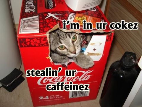 1988 Ford Bronco - A cat is inside a Coca-Cola box, with text overlay saying 'i'm in ur cokez stealin' ur caffeinez'.