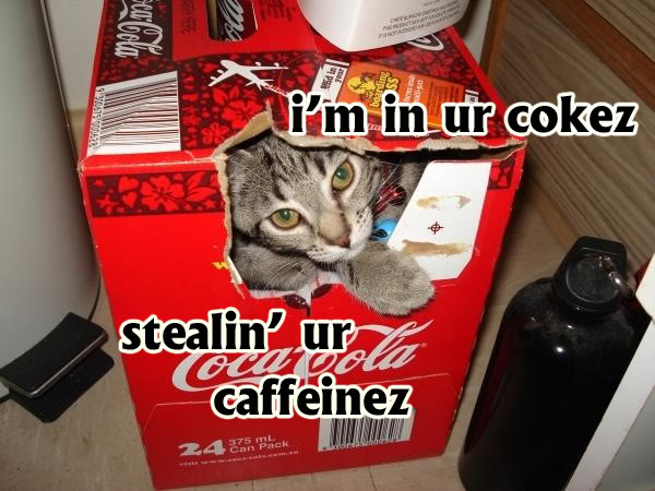 Cat peeking out of a torn Coca-Cola 24-pack box