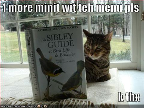1988 Ford Bronco - A cat is sitting next to a bird guide book on a windowsill.