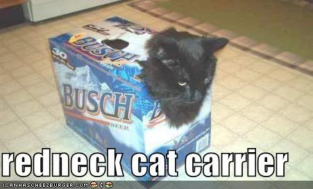 1988 Ford Bronco - A black cat has made a home inside a cardboard box of Busch beer.